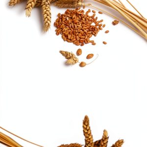 Wheat-Free Diet Quick Guide – Kindle eBook by Amazon-0